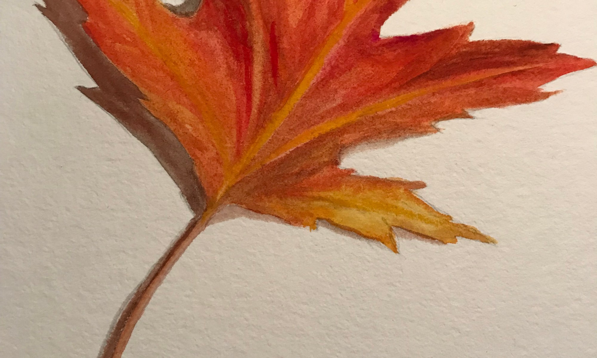 watercolour maple leaf