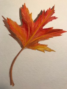 watercolour maple leaf