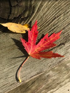 Photo red maple leaf